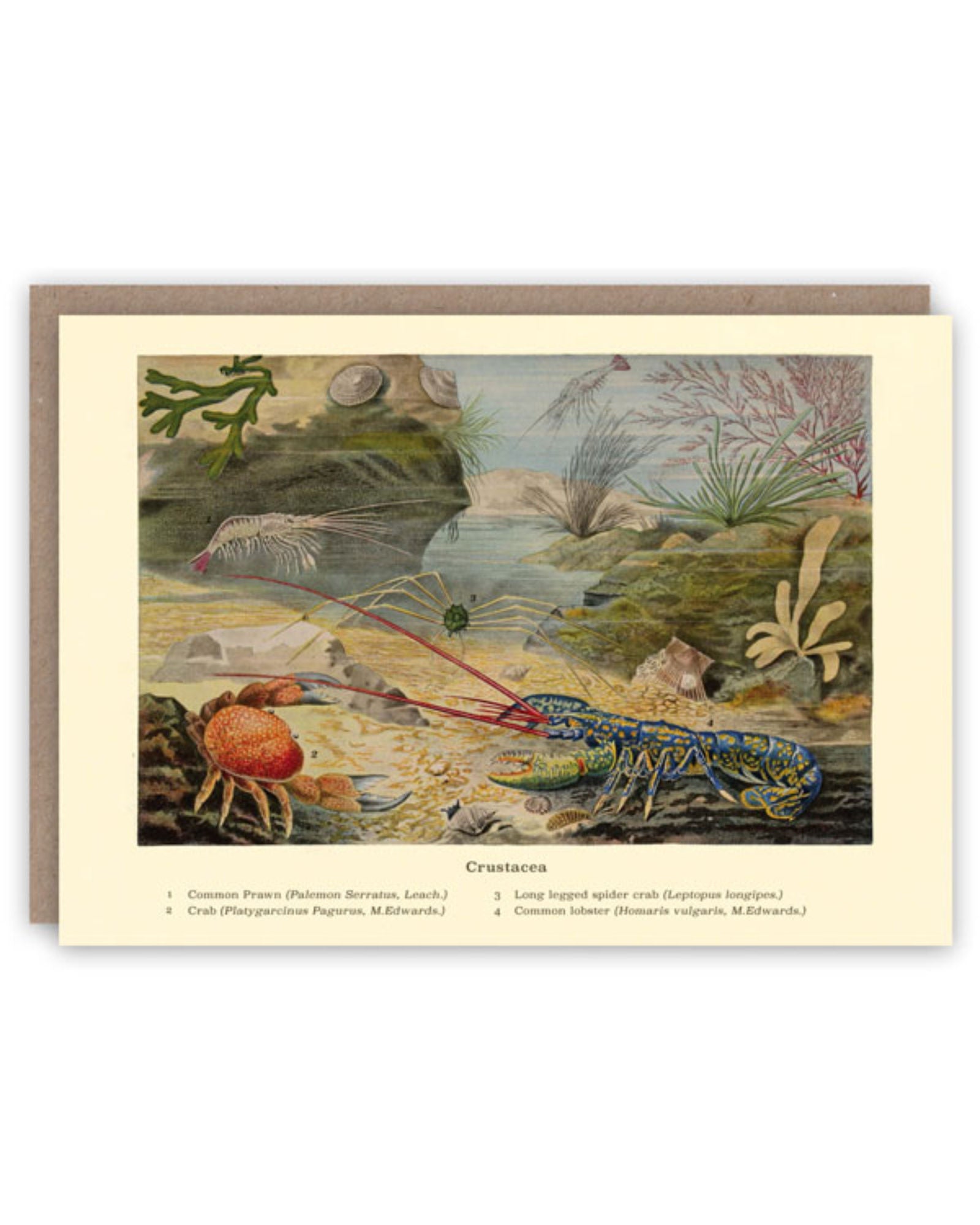 Crustacea Card