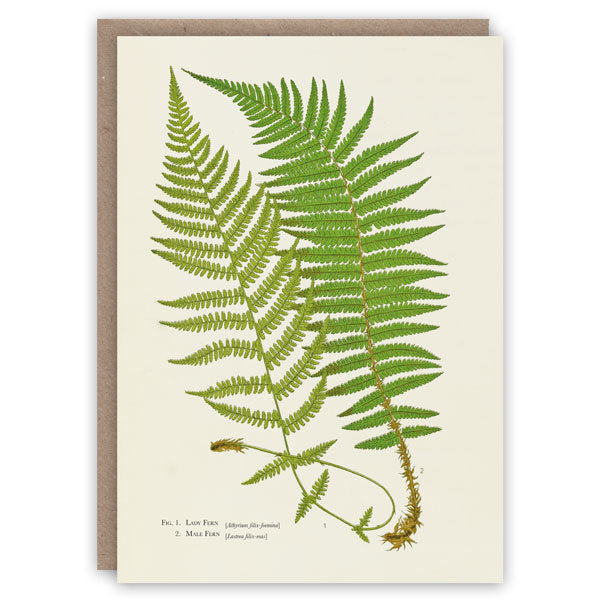 Ferns Card