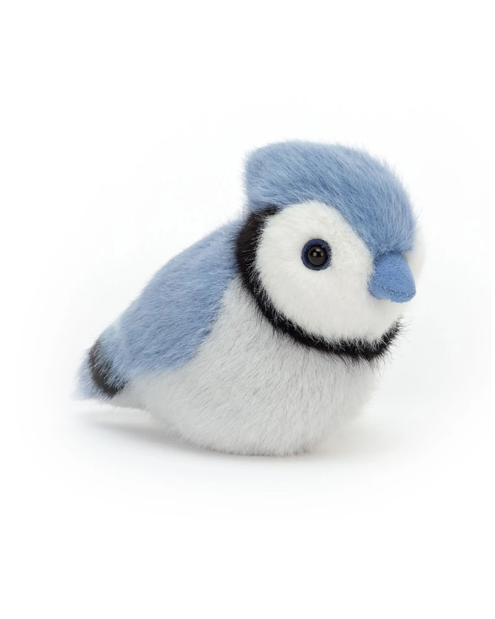 Birdling Blue Jay