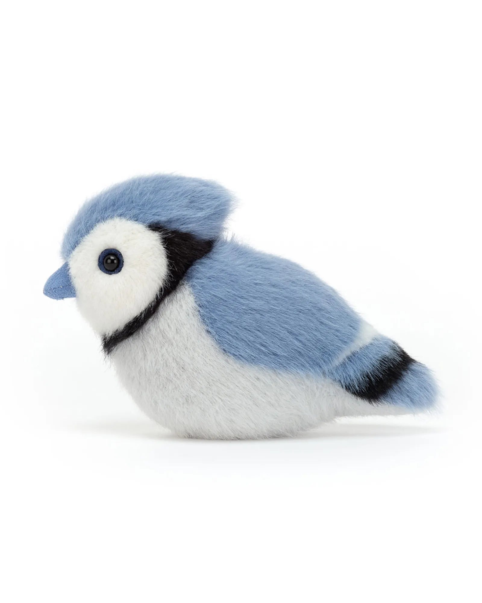 Birdling Blue Jay